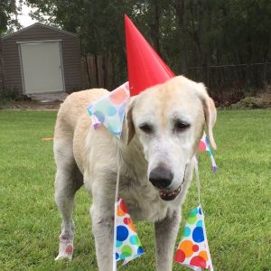 Olewo Carrots solved white poop issue