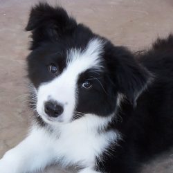 Olewo Carrots solved breeder's dog diarrhea issue