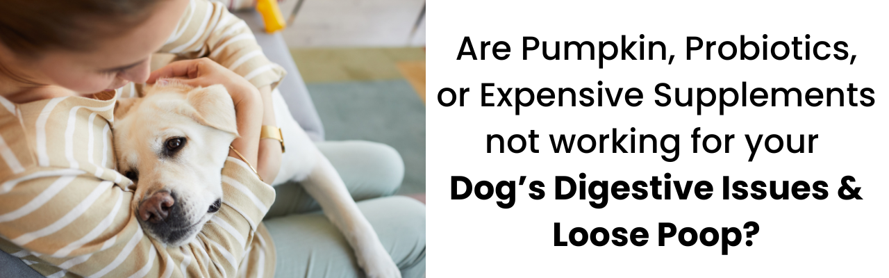 Olewo Carrots for dogs work better than pumpkin, probiotics