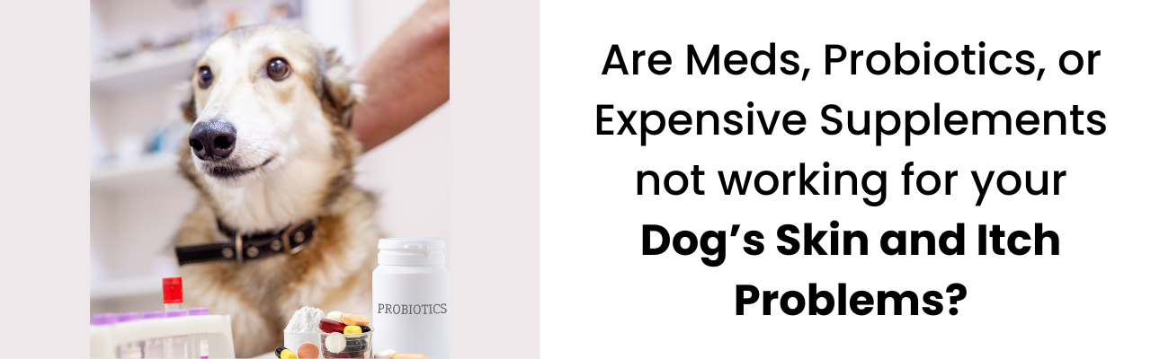 dog itchy skin problems