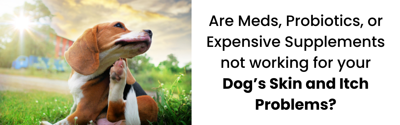 Olewo beets work better than meds and probiotics for itchy dog skin