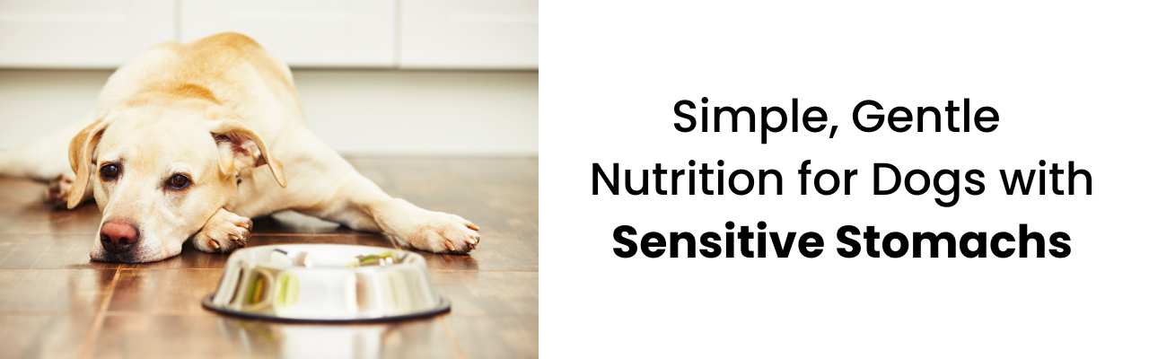 dogs with sensitive stomachs