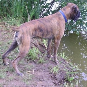 Olewo Carrots quickly resolved Boxer's dog diarrhea