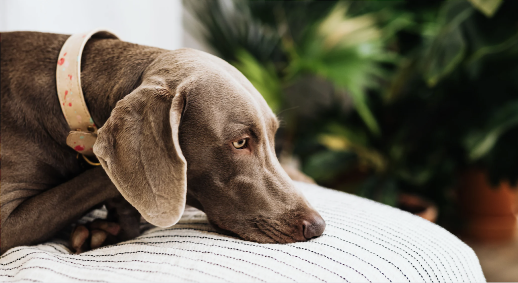 Dog resting its head on a chair, appearing calm and relaxed indoors