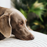 Dog resting its head on a chair, appearing calm and relaxed indoors