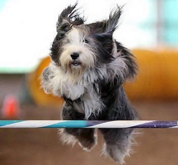 star agility dog gets Olewo food toppers