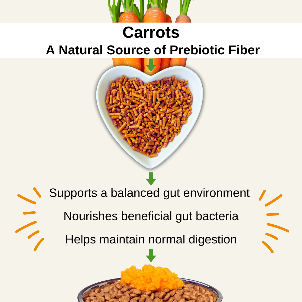Infographic  showing carrots as a source of prebiotic fiber