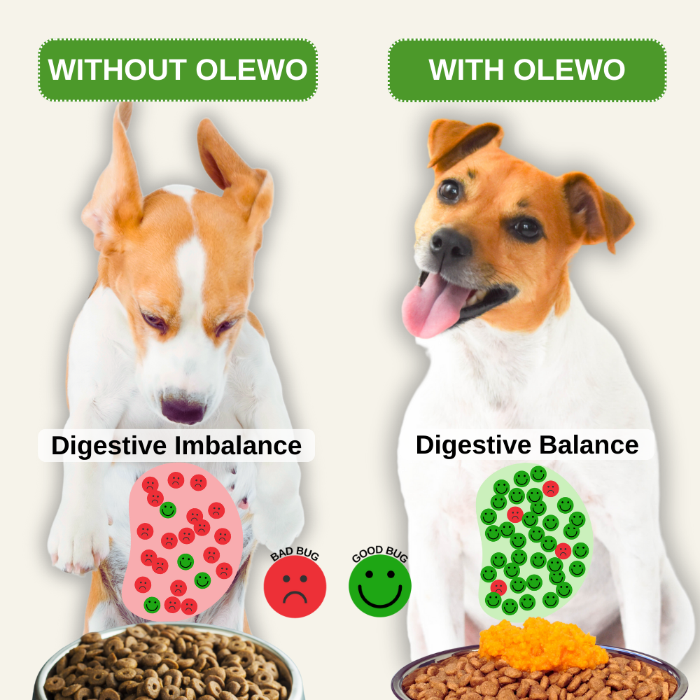 Infographic showing a comparison between digestive imbalance and digestive balance in dogs, illustrating the difference before and after dietary support.