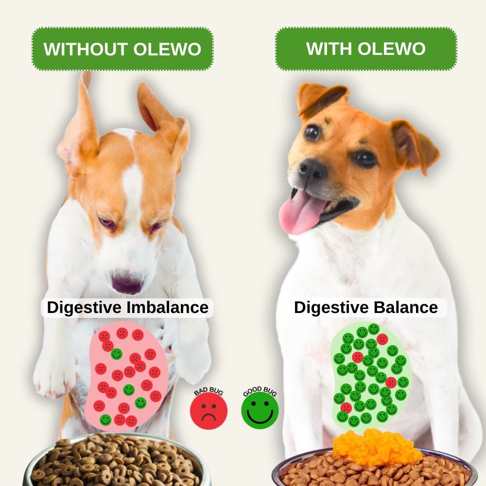 Infographic showing a dog twice, with digestive imbalance and digestive balance
