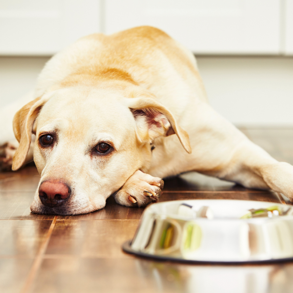 Dog lying on the floor next to an empty food bowl, appearing uninterested in eating.