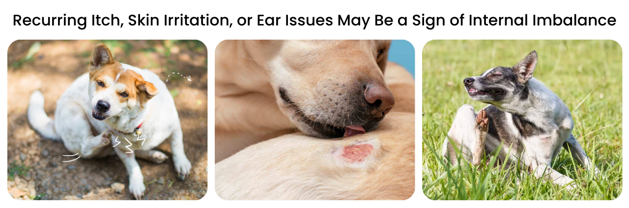 Three images of dogs looking uncomfortable because of skin irritation and itchiness.