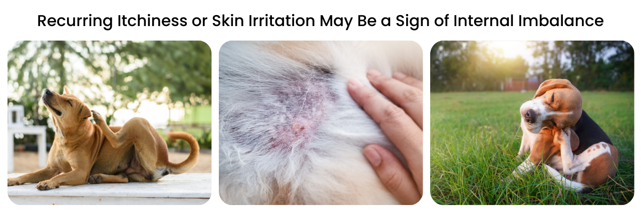 Three images of dogs scratching and uncomfortable because of skin irritation