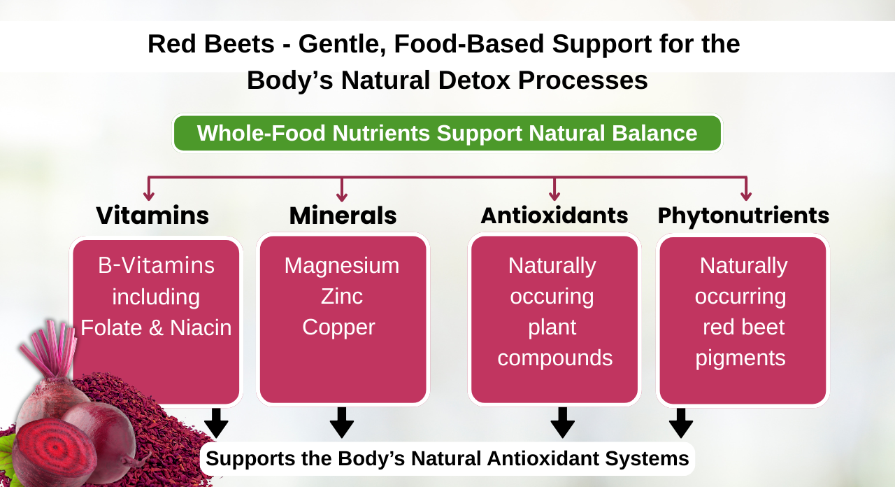 Diagram showing how red beet nutrients support the body’s natural detox and antioxidant processes