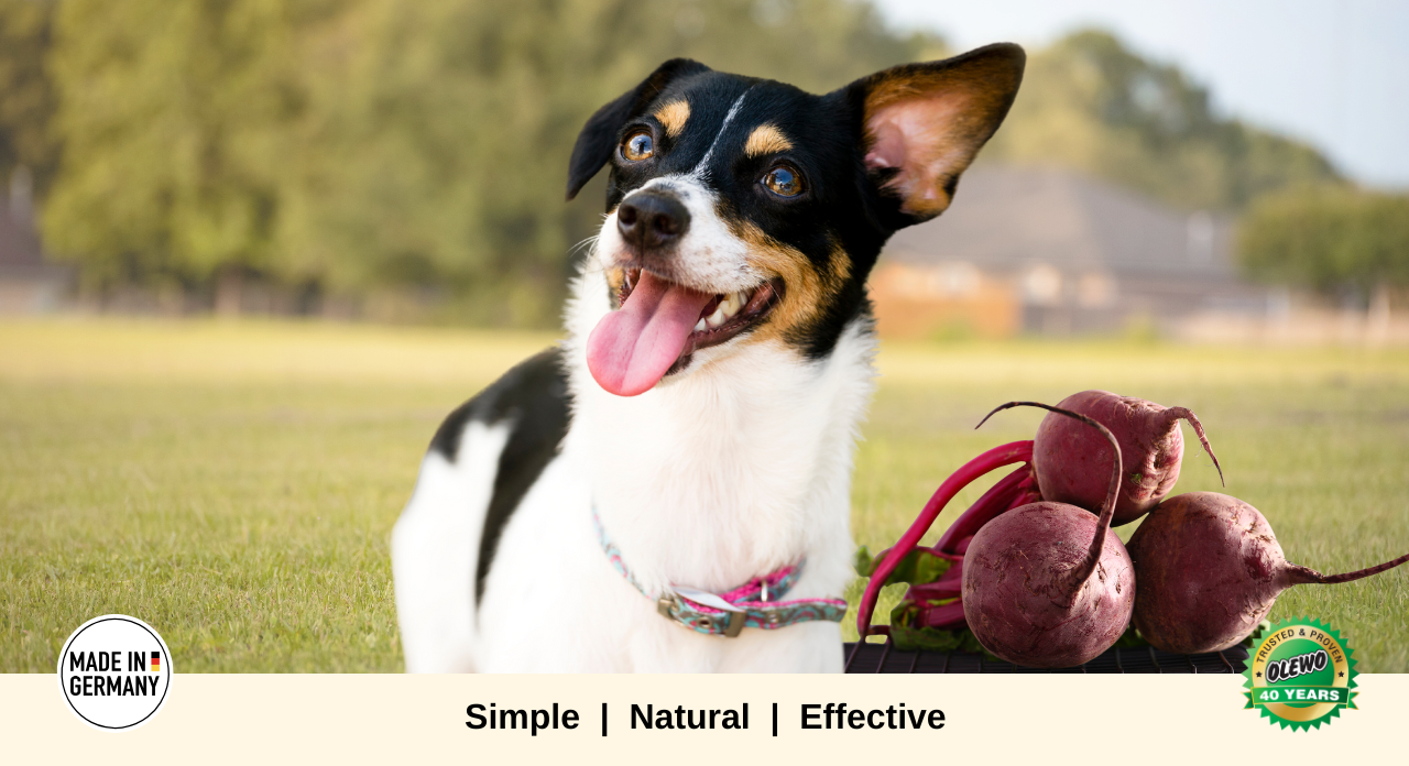 Dog outdoors with fresh red beets representing Olewo Original Red Beets dog food topper
