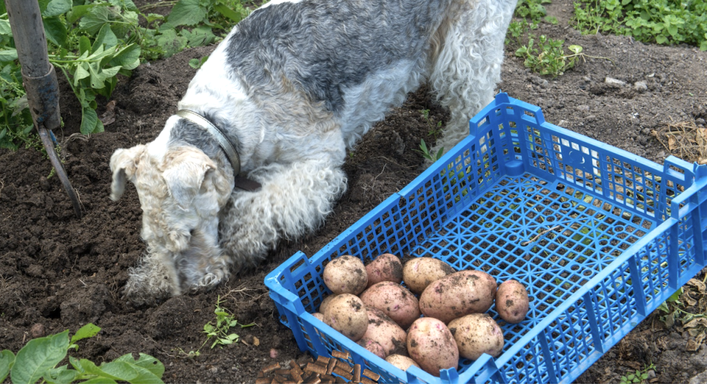 Dog digging in soil next to a blue plastic crate filled with freshly harvested potatoes outdoors.