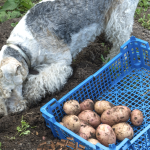potatoes in blue plastic tray outdoors with dog digging next to it