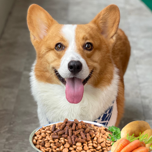 Dog standing behind a bowl of kibble with dog food topper pellets, with fresh potatoes, carrots, and alfalfa visible in the corner of the image.