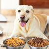 Olewo Carrots vs. Rootsies: Which Is Right for Your Dog