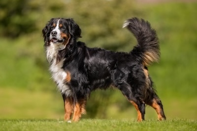 Beautiful dog with shiny coat outdoors standing in a field