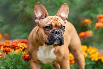 Cute purebred french bulldog outdoors among flowers