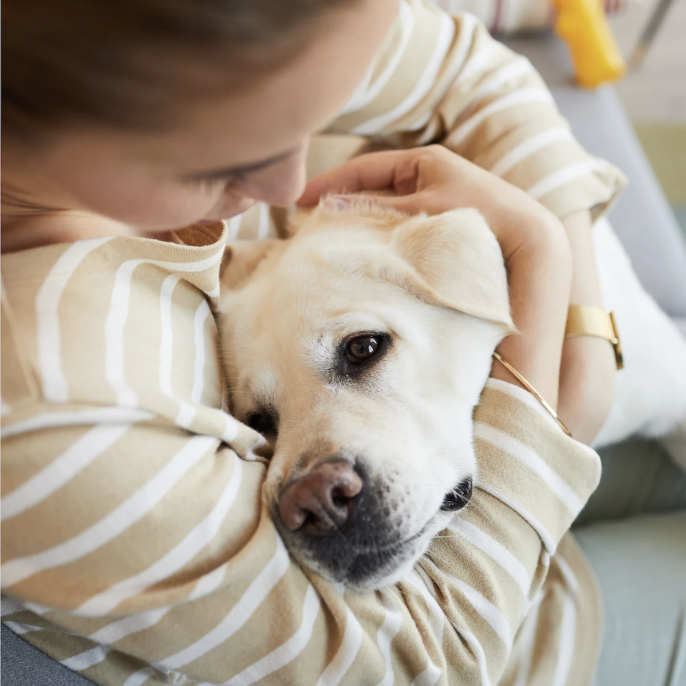 Woman sitting on a couch holding and comforting a dog