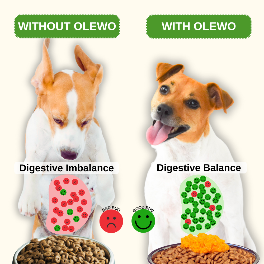 Infographic showing a comparison between digestive imbalance and digestive balance in dogs, illustrating the difference before and after dietary support.