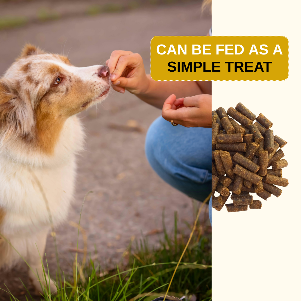 Image of a dog being fed a treat representing Olewo Rootsies can be fed as a simple treat.