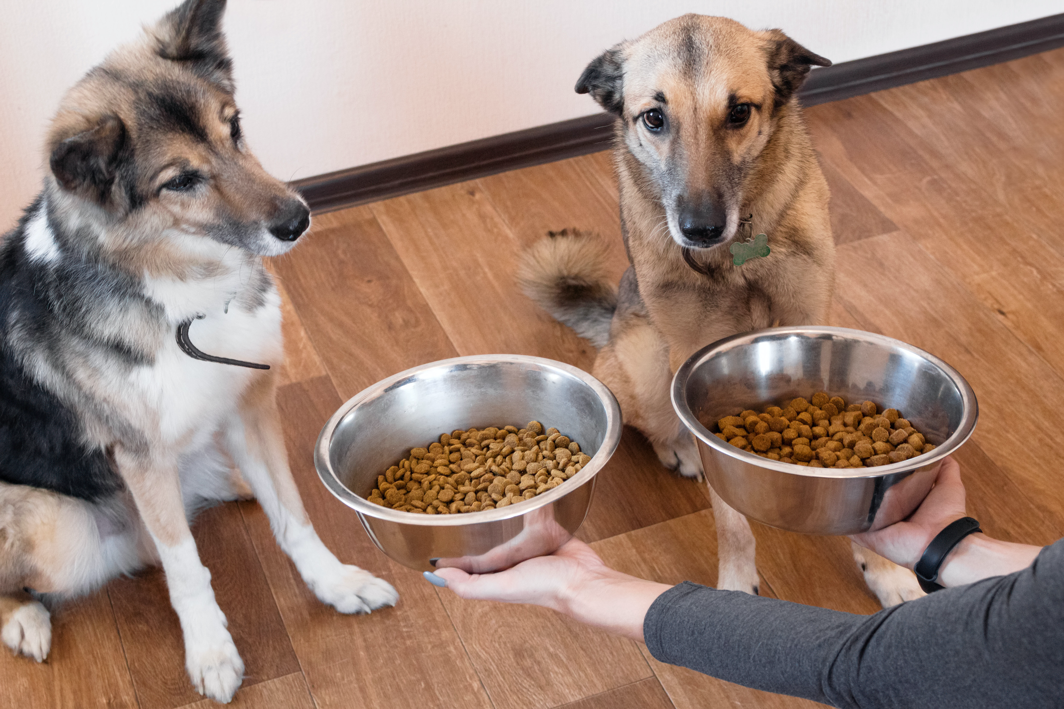 Two dogs sitting on a kitchen floor watching as two bowls of kibble are held in front of them.