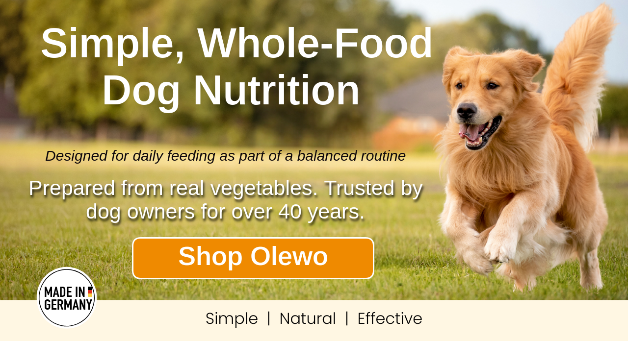 Beautiful dog running through a farm field